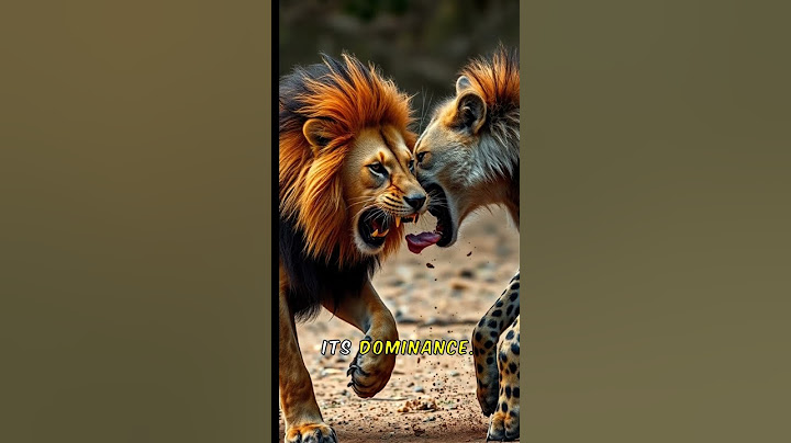 Lion vs Hyena Who Wins This Wild Chase?