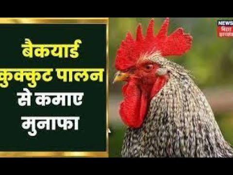 Backyard Poultry Farming Annadata Hindi News by News18 Bihar Jharkhand