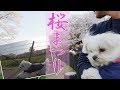 満開千本桜!!愛犬エマと桜まつり(Cherry blossom festival with my dog ​​Emma)[マルチーズ&times;ポメラニアン]