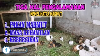 Pengalaman memelihara marmut jenis lokal dengan cara umbaran