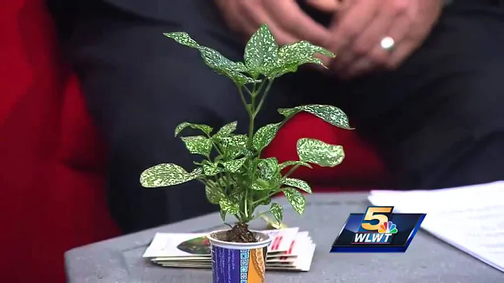 Krohn Conservatory adds marketplace, crafts to butterfly exhibit