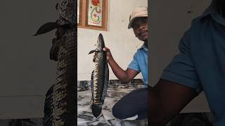 gelam lo pesha koramenu padindhi. #vairlvideos #fishing #tredingvideos #shots
