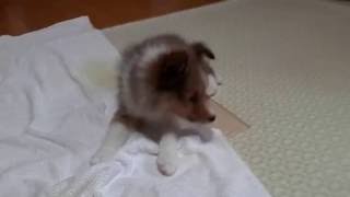 シェルティー仔犬 '160922022