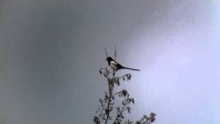 Magpie - Rainton Meadows DWT, Durham