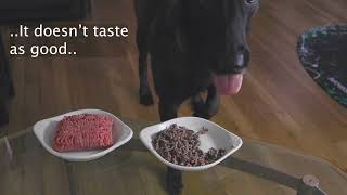 Will dog choose RAW OR COOKED meat?