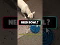 Keep your pets fed with the Petmate Pet Cafe Feeder easy, reliable, and perfect for busy pet owners!