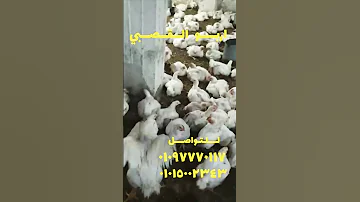Https Www Youtube Com D8 A7 D8 B3 D8 A7 D9 85 D9 87 D8 A7 D9 85 D9 8A D9 86 D8 B45 D8 B7 