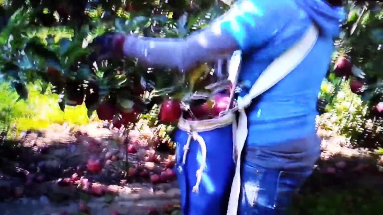piscando la manzana en