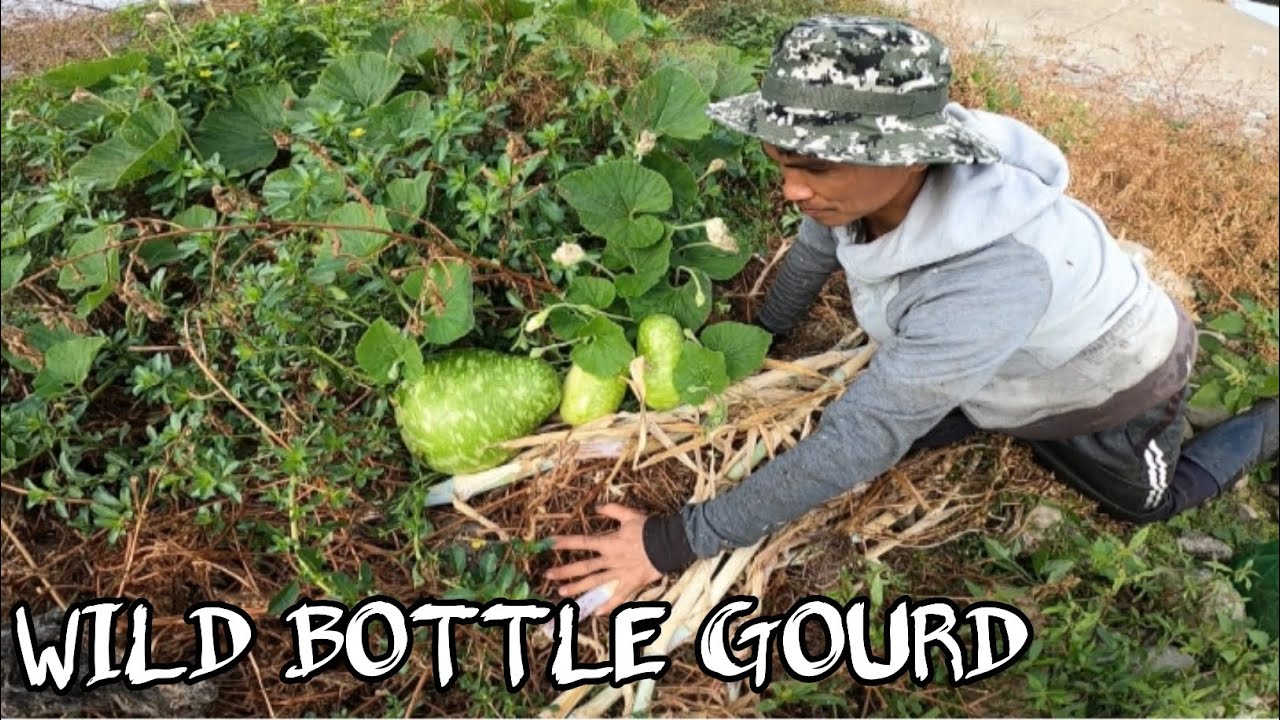 Ang daming blessing wild bottle gourd sa gilid ng sapa n Ngayon ko lang Nkita at BIG FISH 