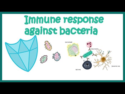 Immune response against Bacteria