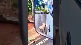 Perro Falla Al Orinar