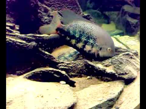 camera iphone 8 plus apk Fry (day 1), Vieja sp. Coatzacoalcos 