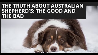 The Truth About Australian Shepherd's: The Good And The Bad Pros Cons Of Owning An Australian Shepherd What To Know Before Getting An Aussie