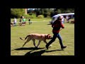 Mastin espanol /Spanish mastiff on Special show of Moloss club CZ