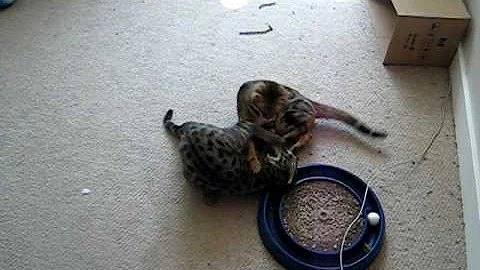 Watch the video about My F2 Savannah kitten mixing it up with My adult Bengal