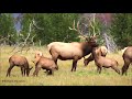 Bull Elk with females and one little elk calf in need of affection