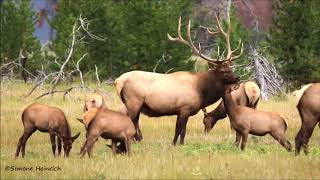 Bull Elk with females and one little elk calf in need of affection