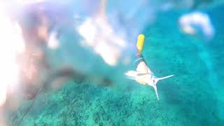 Spearfishing Hawaii - Electric Beach