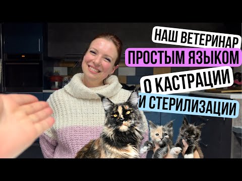 Стерилизация кошки. Кастрация кота. Рассказывает наш ветеринар!