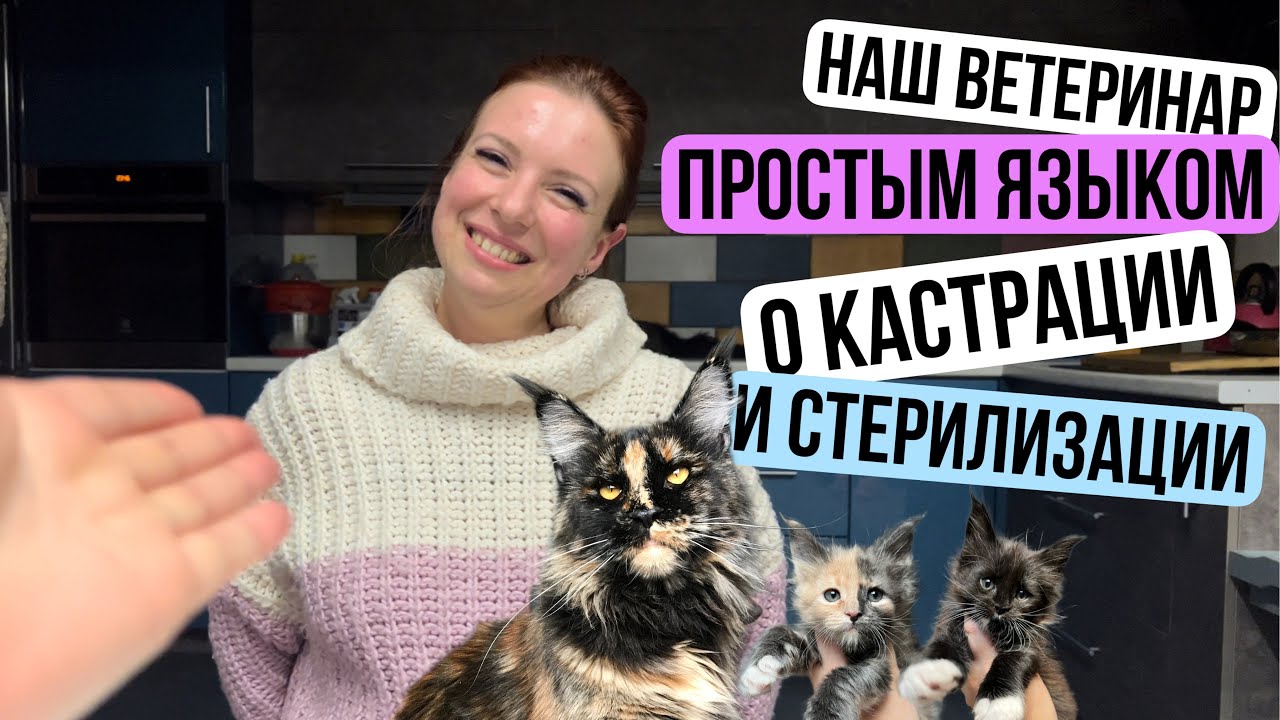Стерилизация кошки. Кастрация кота. Рассказывает наш ветеринар! - YouTube