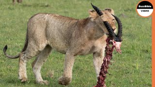 Unfortunate Lioness is Cursed From Chasing Gazelles