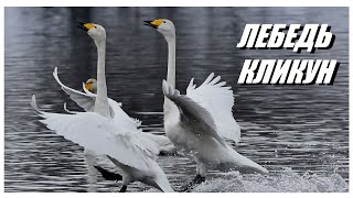 Лебедь-Кликун: Большая Птица, Приковывающая Внимание Белоснежным Оперением И Громким Голосом