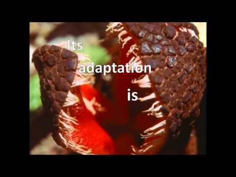Видео: Факти за Hydnora Africana: Научете за растението Hydnora Africana
