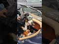 Dog riding shotgun in ski goggles #CarsAndCoffee #DogRidingShotgun #ClassicCarVibes #GoodBoyEnergy