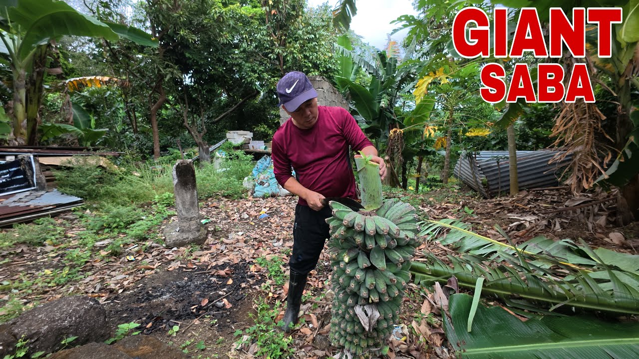 GINAMITAN PA NG TALI PARA LANG MAPITAS ANG SABA SA SOBRANG LAKI | Biyaherong Batangueno