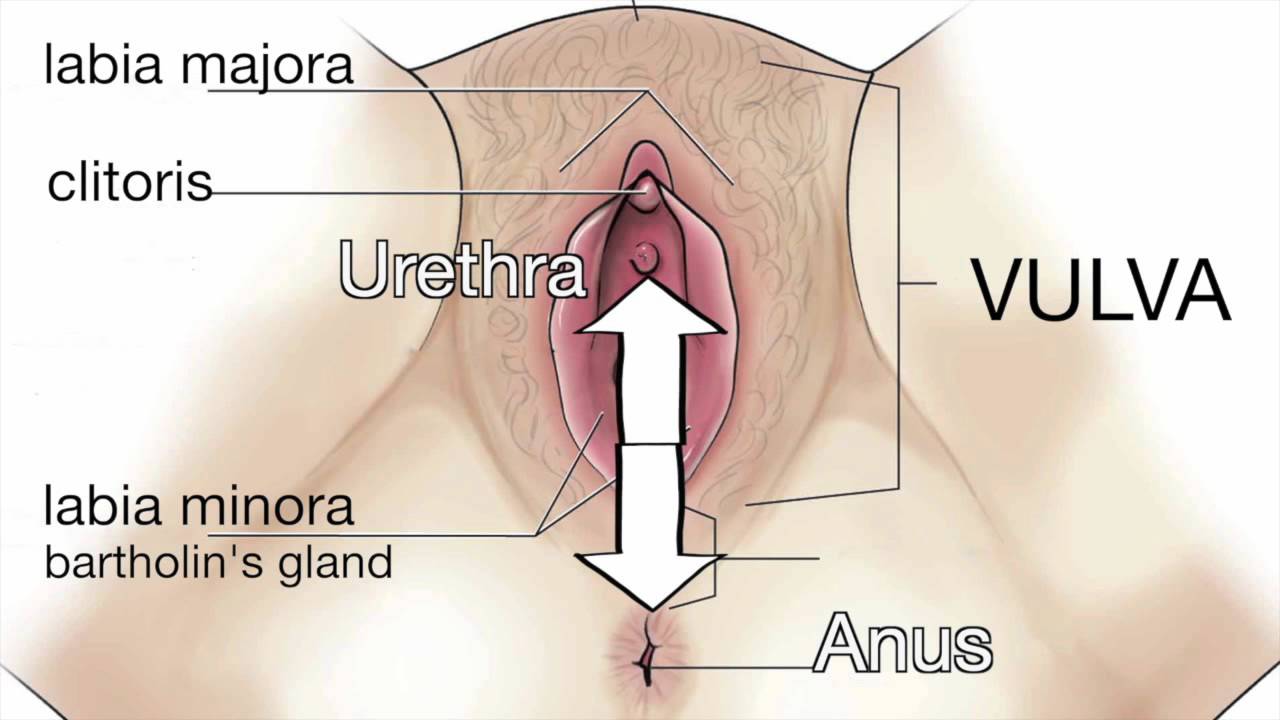 Women Sex Anatomy 82