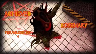 Achieved Tier/Milestone 4 Rosemary - (Pillar Chase Recode)