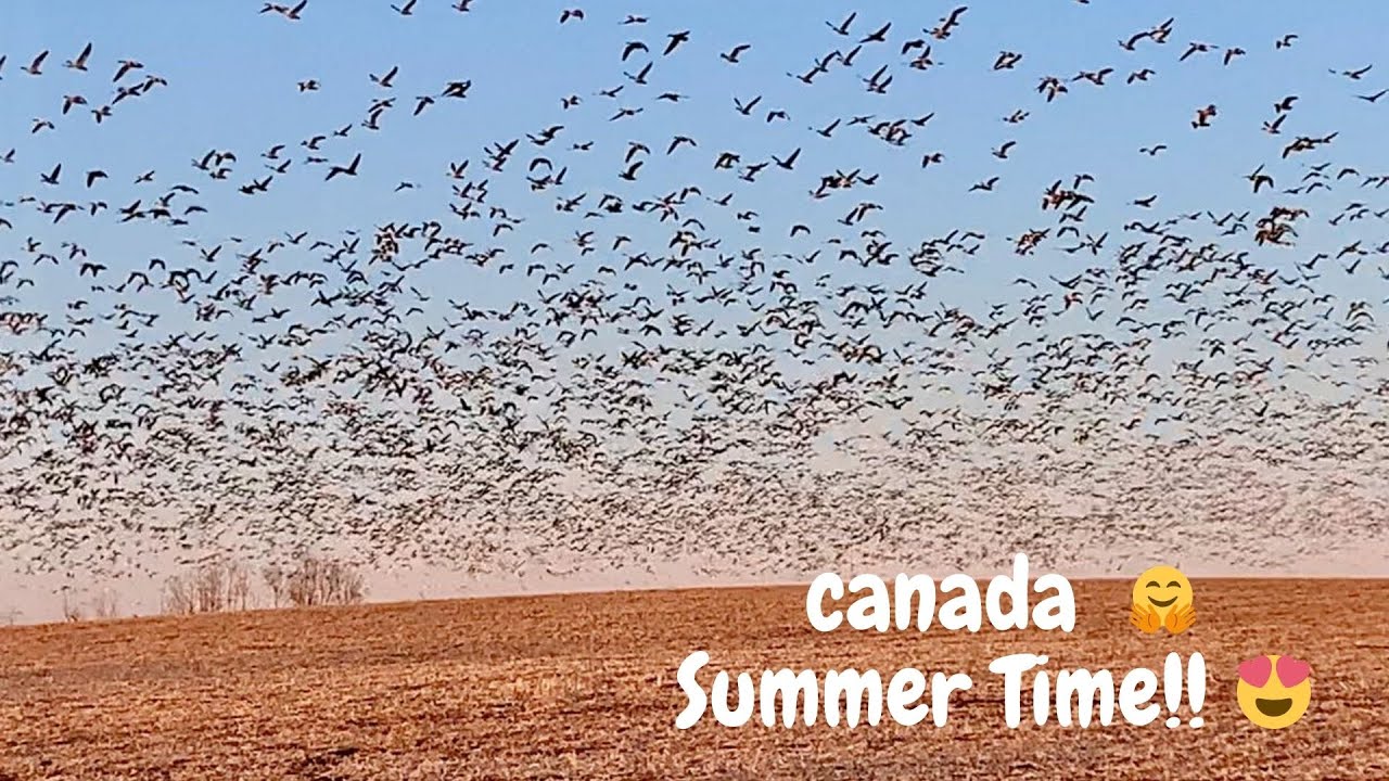 Enjoying The Bird Watch In Canada Summer In Canada 2020 100's of Canada Goose Flying YouTube