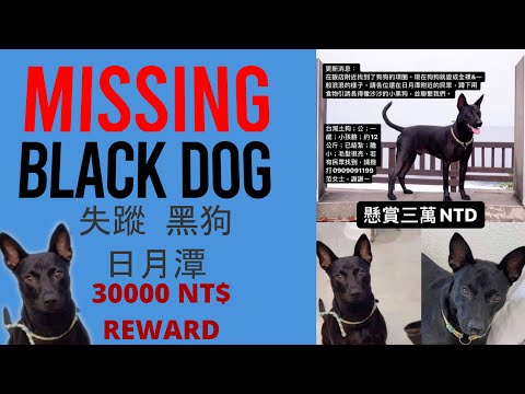失蹤 黑狗 日月潭 Missing Black Dog - Sun Moon Lake (REWARD 30000 NTD)