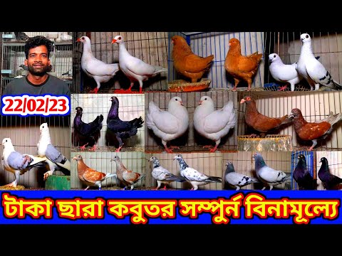 টাকা ছারা কবুতর পাবেন সম্পুর্ন বিনামূল্যে একদম ফ্রী | মিস করবেন না | পানির দামে কবুতর