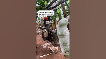 #shots cách thu hoạch chuối bá đạo nhất