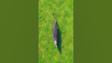 Saltwater Crocodile: The Apex Predator of the Waters