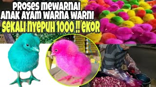 tutorial cara mewarnai anak ayam warna warni # melihat cara menyepuh anak ayam terbanyak RIBUAN EKOR