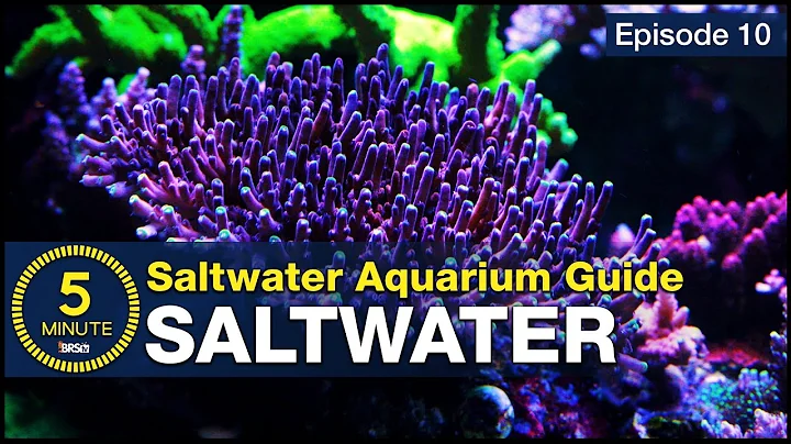 Mix up the best saltwater! A step by step beginners guide to mixing reef aquarium water