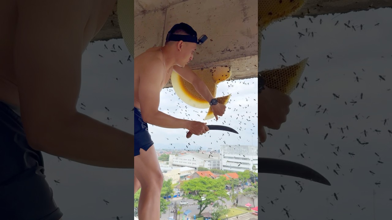 Madu segar di atas apartement 