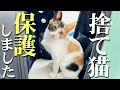 殺処分寸前だった捨て猫がいたので家に連れて帰ってみたら可愛すぎたwww