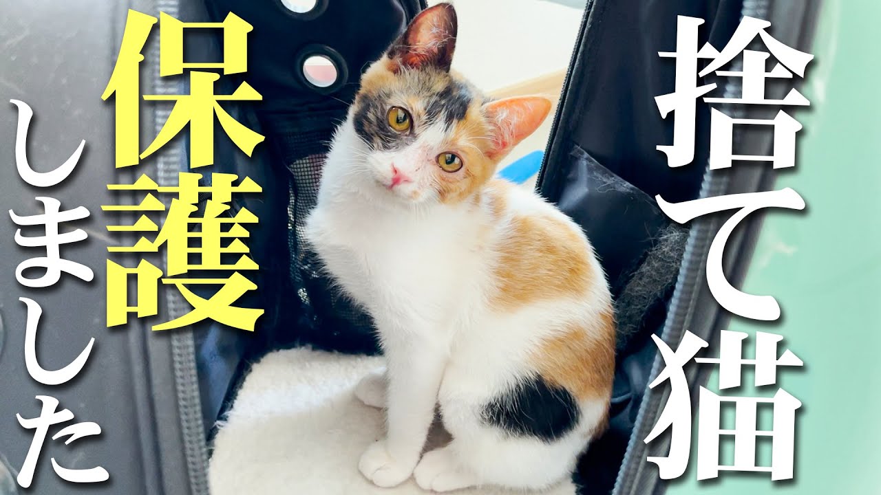 猫系youtuberあつしが新しい保護猫をお迎え 初の女の子に猫たちも興味津々 モンストでひまつぶし２