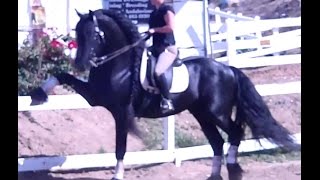 SOLD ~ Imported Friesian Stallion ~ SOLD ~ 714-660-3392