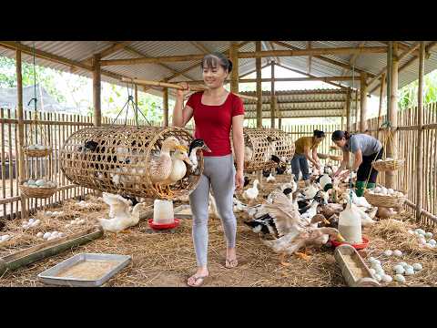 Duck Harvest To Market | Repairing Duck Farm And Buying Ducklings To Raise