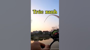 Trúc Xanh Chế Giật 3 Tiêu Va Hàng #cauca #fishing #shorts