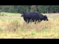 FULL Live Cow birth Michigan