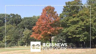 CBS New York talks to experts about our fall foliage forecast