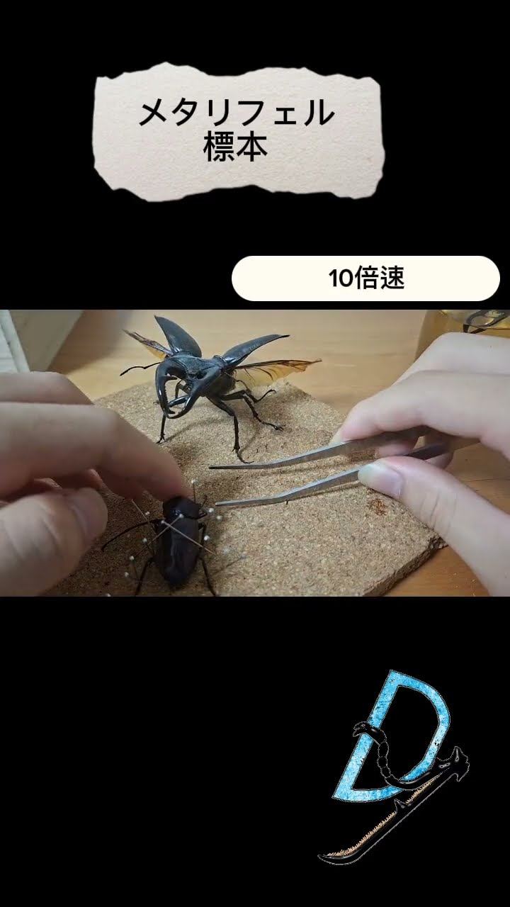メタリフェル標本 #クワガタ #昆虫 #標本 - YouTube