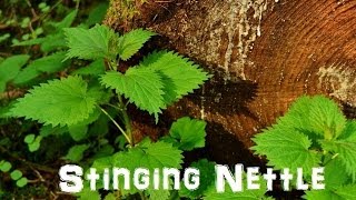 Stinging Nettle — Woodland Bushcraft