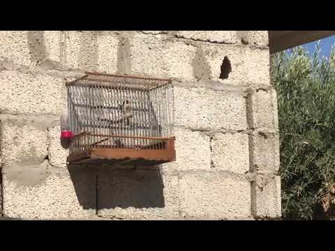 تغريد الحسون الليبي 2020 بنغازي