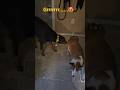 Doberman GROWLS Protecting Food Bowl рџ Јрџ Doberman Dobermanplanet Dobie Doberman GROWLS Protecting Food Bowl рџ Јрџ Doberman Dobermanplanet Dobie